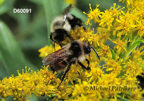 Tricolored Bumble Bee (Bombus ternaries)